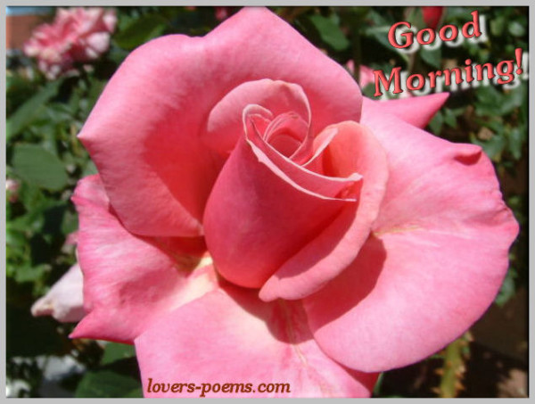 Good Morning With Pink Rose-wg0915