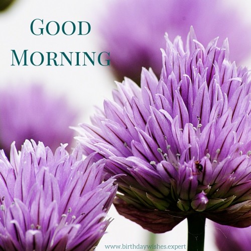 Good Morning With Purple Flowers-wg01050