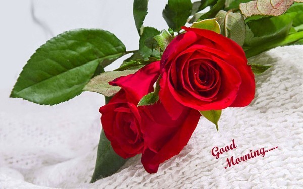 Good Morning With Red Roses !-wg01052