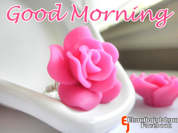 Good Morning With Rose Earrings-wg017117