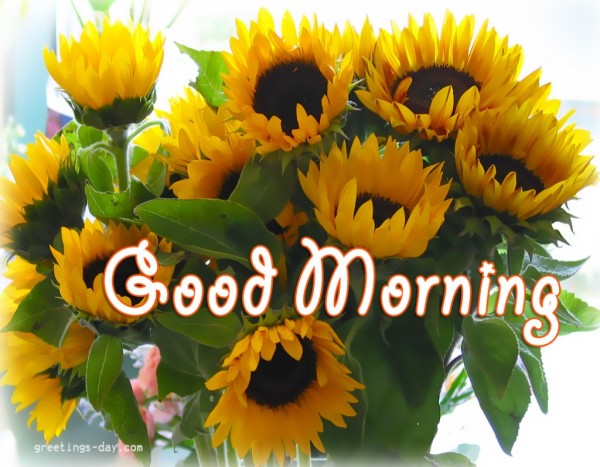 Good Morning With Sunflowers-wg8511