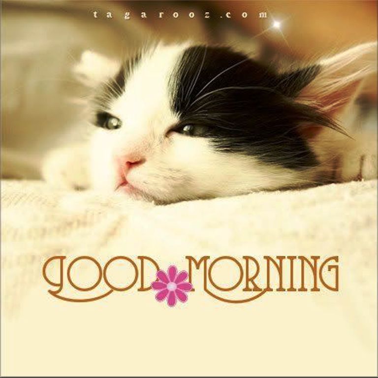Good Morning With Sweet Cat