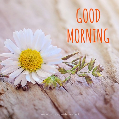 Good Morning Wishes With Flowers Pictures Images Page 57