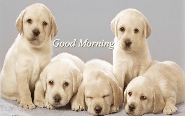 Good Morning With Sweet Puppies-wm1720