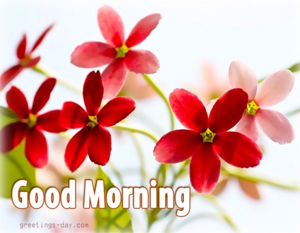 Good Morning With Sweet Red Flowers-wg01753