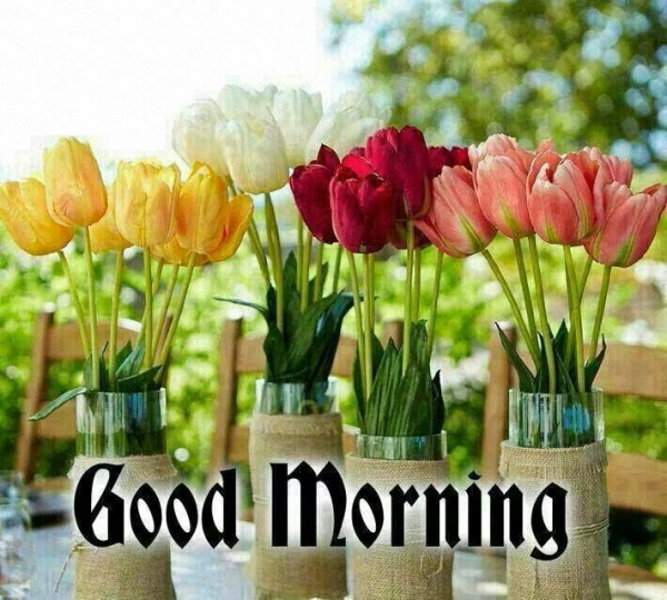 Good Morning With Tulips Good Morning Wishes Images
