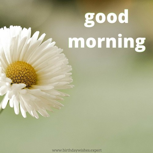 Good Morning With White Flower !-wg01057