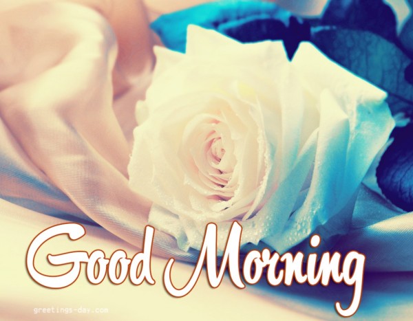 Good Morning With White Rose-wg01058
