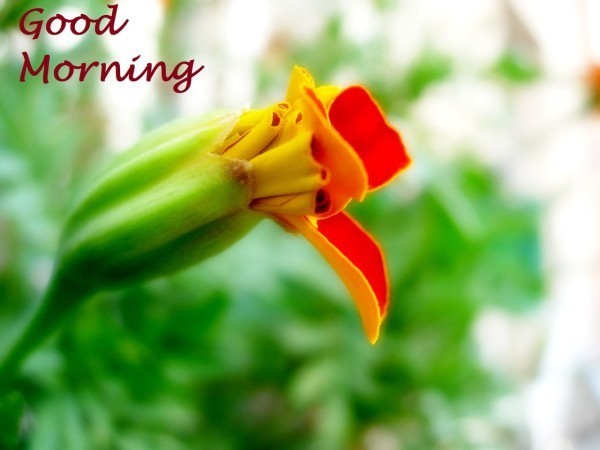 Good Morning With Yellow Flower-wg01060