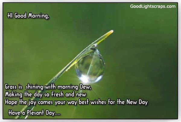 Grass Is Shining With Morning Dew-wg01352