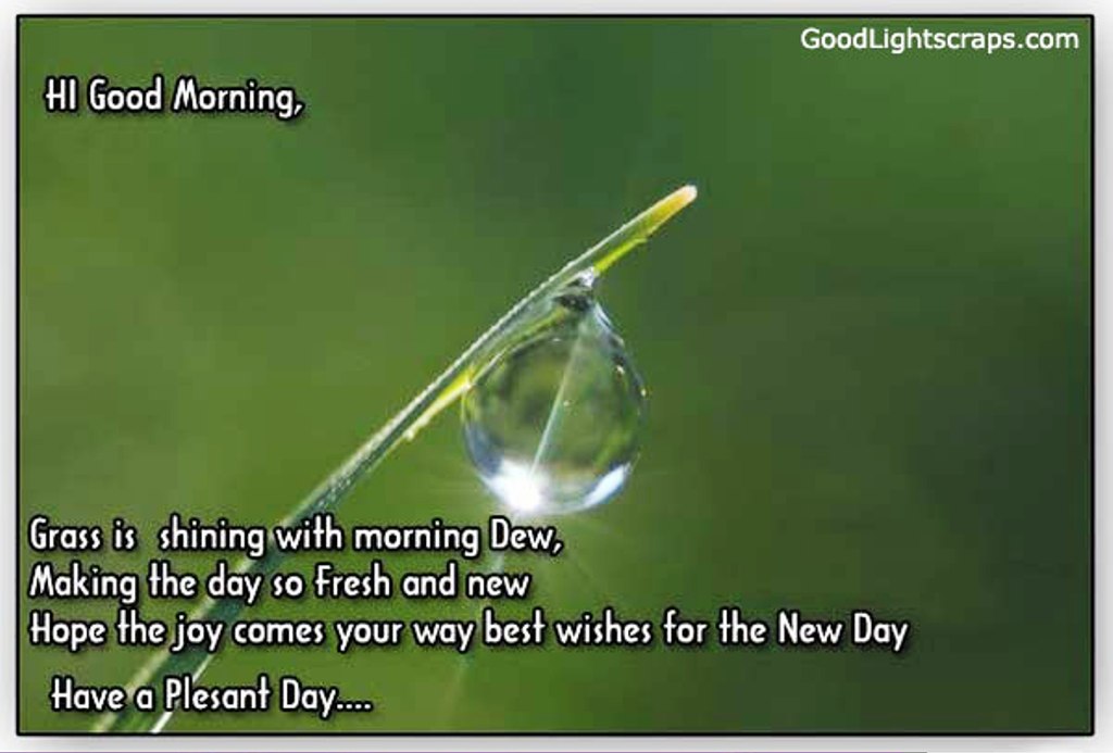 Grass Is Shining With Morning Dew Good Morning Wishes & Images