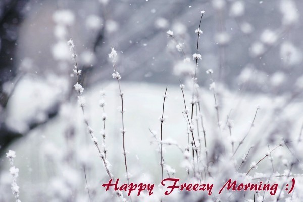 Happy Freezy Morning !-wg015050