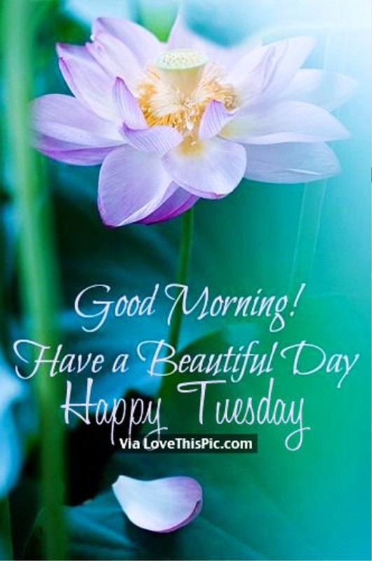 Happy Tuesday Good Morning !-wg01355