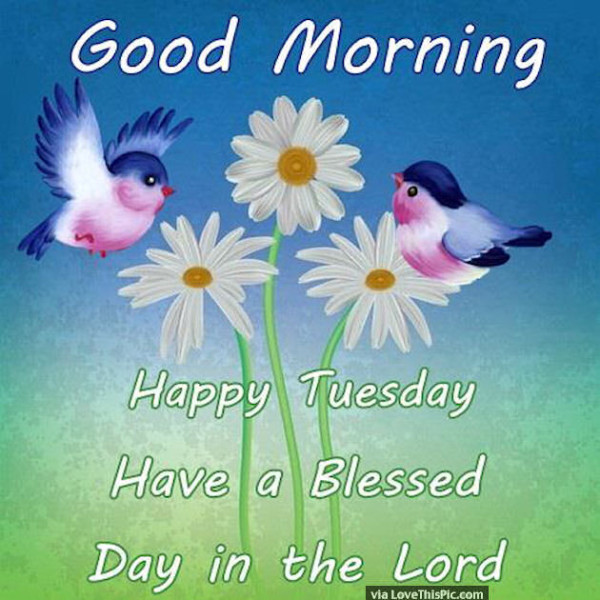 Happy Tuesday Have A Blessed Day In The Lord !-wg01643