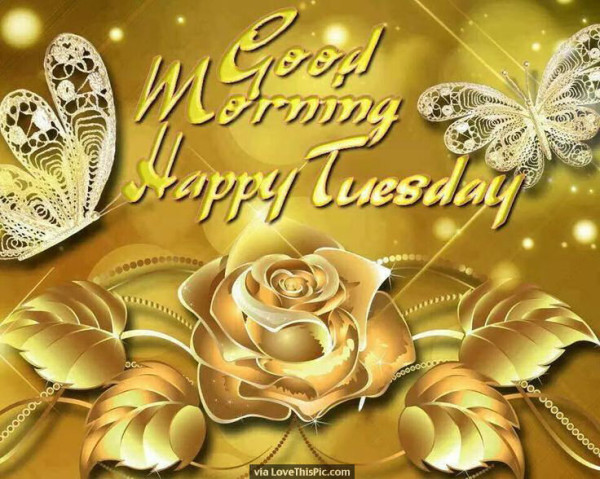 Happy Tuesday Morning-wg01644