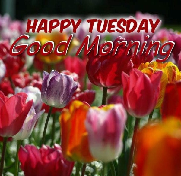 Happy Tuesday - Good Morning !-wg015055