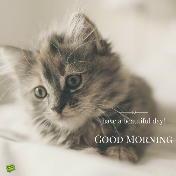 Have A Beautiful Day - Good Morning With Cat-wg0196