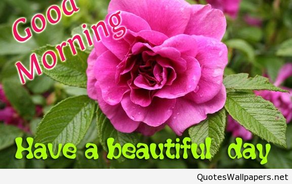 Have A Beautiful Day - Good Morning !-wg01063