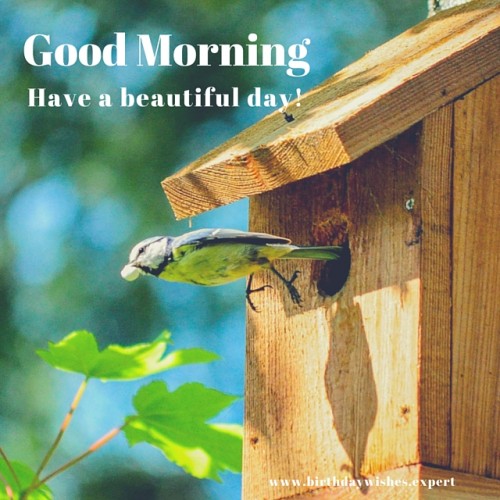 Have A Beautiful Day - Good Morning-wg017129