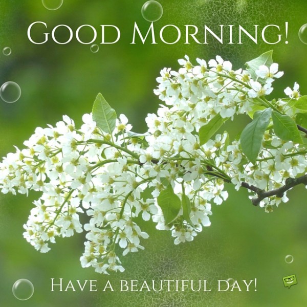 Have A Beautiful Day - Good Morning-wg01762