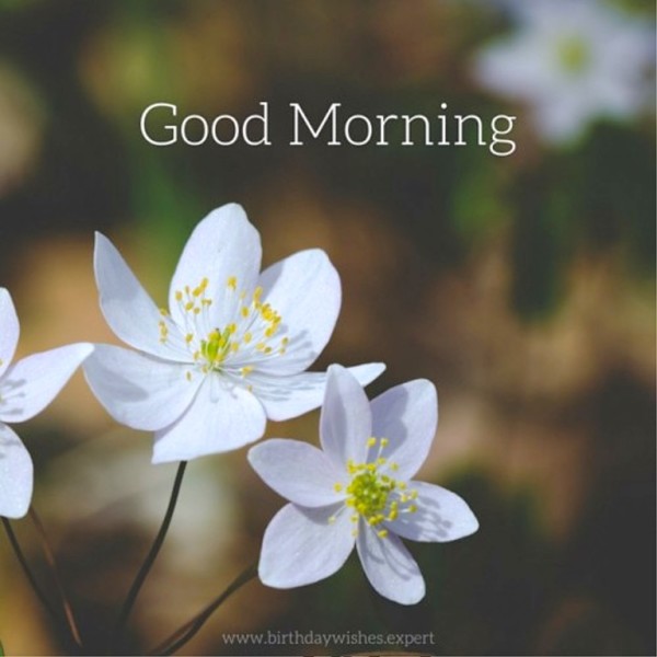 Have A Fresh Flower - Good Morning-wg01357