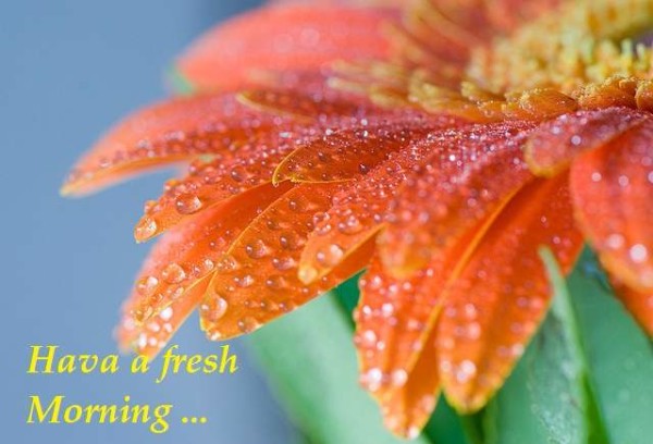 Have A Fresh Morning-wg3623