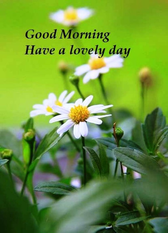 Have A Lovely Day Good Morning