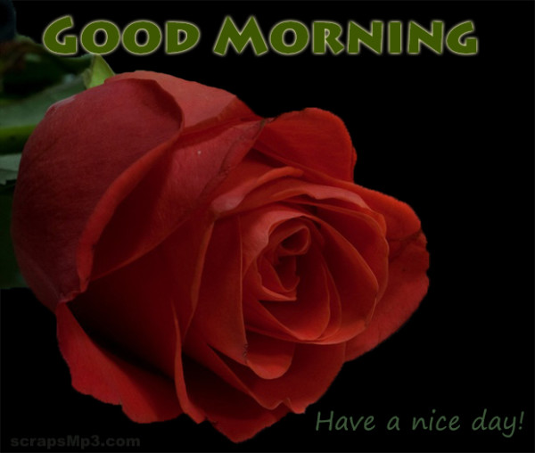 Have A Nice Day With Lovely Rose-wg0924