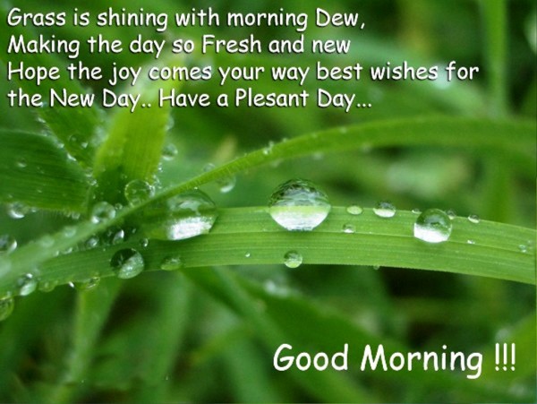 Have A Plesant Day - Good Morning-wg0511