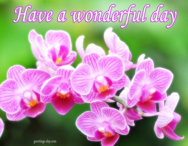 Have A Wonderful Day-wg8514