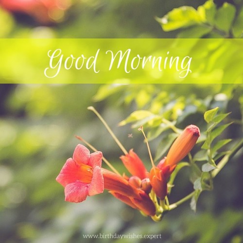 Have An Amazing Morning !-wg01083