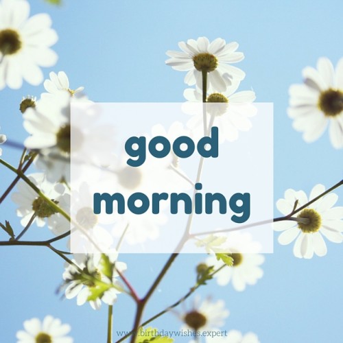 Have An Awesome Good Morning-wg015075