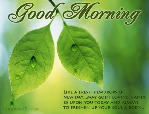 Like A Fresh Dewdrops Good Morning-wg01779