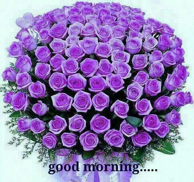 Lovely Purple Flower Good Morning
