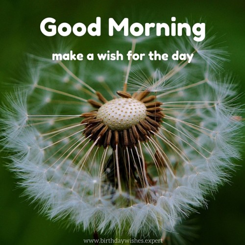 Make A Wish For A Day Good Morning-wg01780