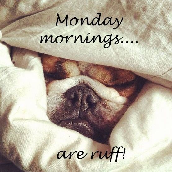 Monday Mornings Are Ruff !-wg015094