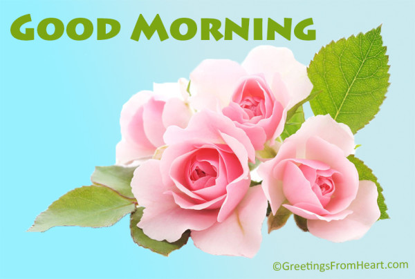 Morning Flowers !-wg01092