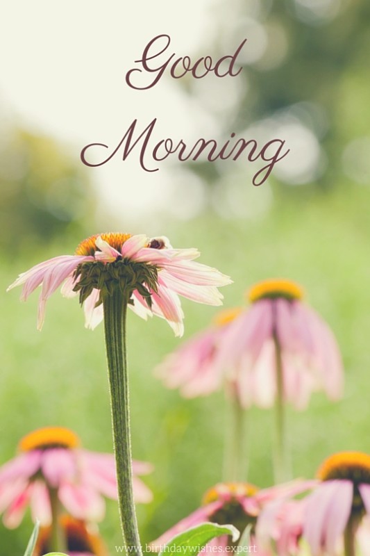 Morning Flowers-wg03425