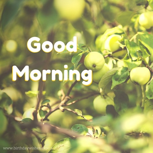 Morning - Fruits-wg03422