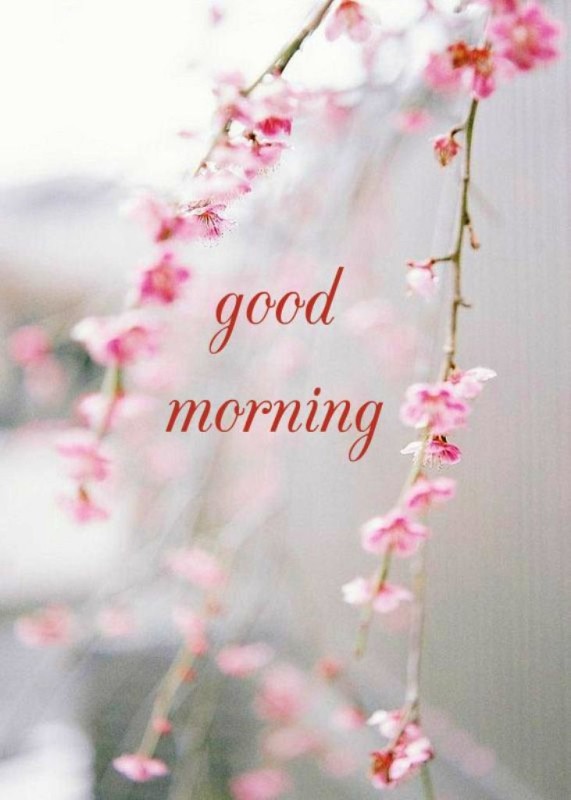 Morning Wish-wg01383