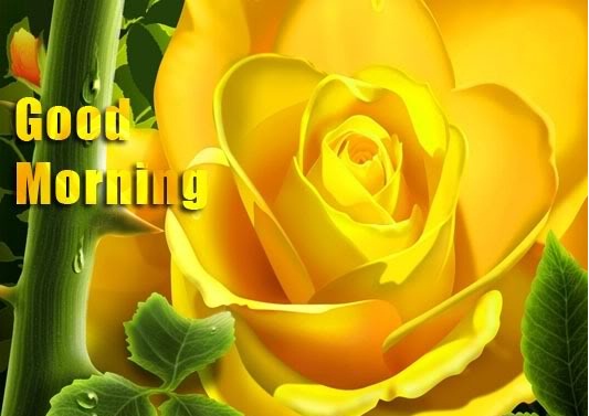 Sending Amazing Flowers On Morning-wg01105