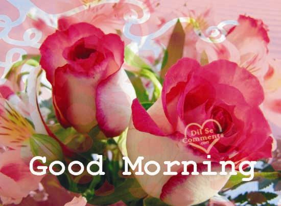 Sending U Beautiful Roses - Good Morning-wg01106