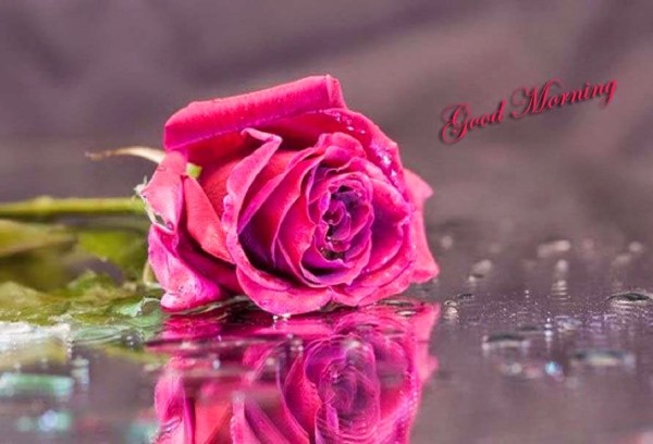 Sending U Pink Rose On Morning-wg0928
