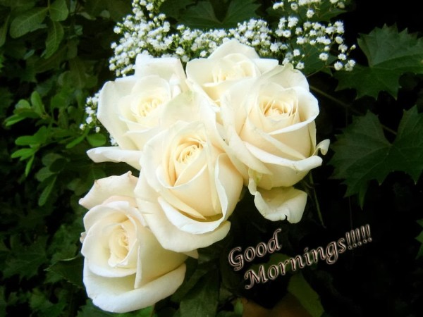 Sending White Roses On Morning-wg3616