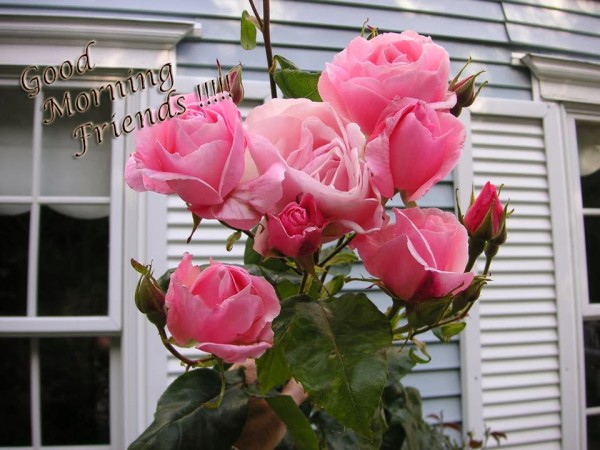 Sending You Roses On Good Morning-wg2516