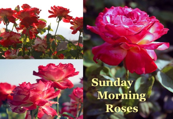 Sunday Morning Roses-wg0734