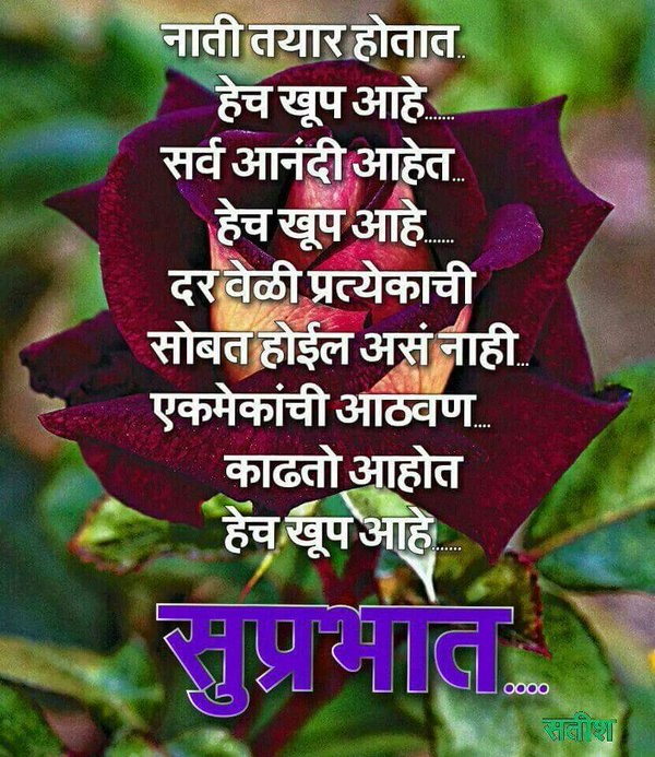 Suprabhat- Beautiful Rose Image-wm042