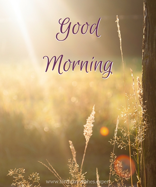 Sweet Sunny Morning - Good Morning Wishes & Images