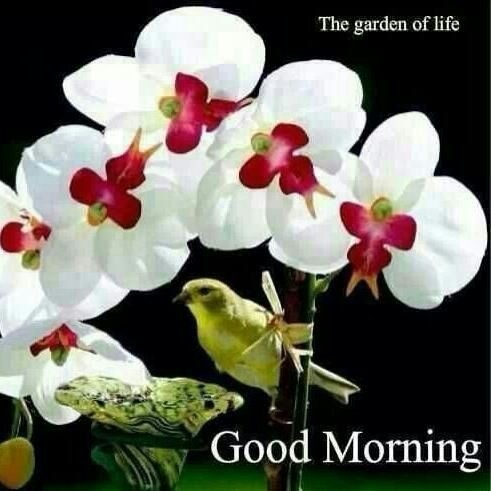 The Garden Of Life - Good Morning-wg3635