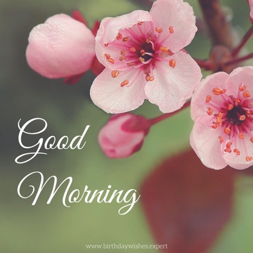 Wishing You A Fresh Morning-wg01119